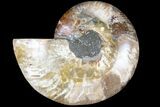 Agatized Ammonite Fossil (Half) - Madagascar #79720-1